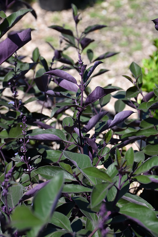 Fascination Arabian Lilac (Vitex trifolia 'Fascination') at Green Thumb Nursery