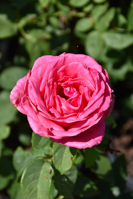 Perfume Delight Rose (Rosa 'Perfume Delight') at Green Thumb Nursery