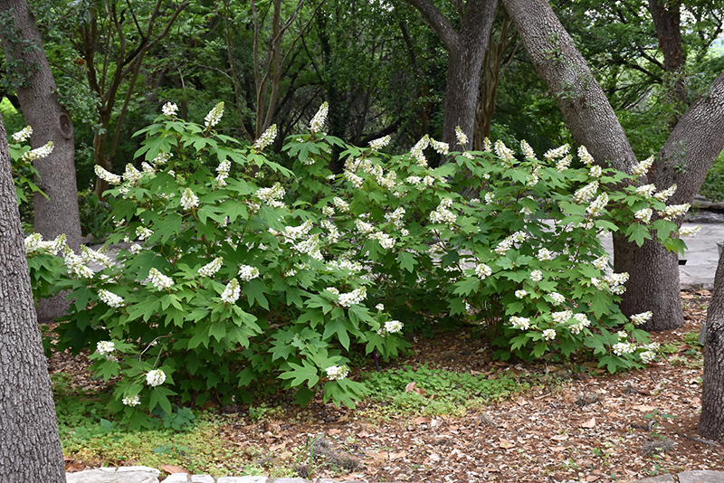 Oakleaf Hydrangea (Hydrangea quercifolia) at Green Thumb Nursery