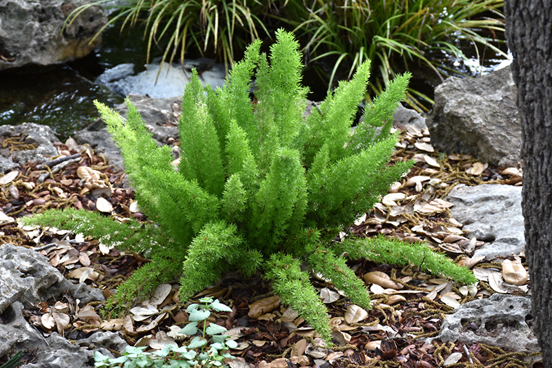 Myers Foxtail Fern (Asparagus densiflorus 'Myers') at Green Thumb Nursery