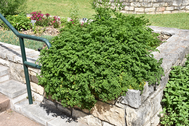 Parsley (Petroselinum crispum) at Green Thumb Nursery
