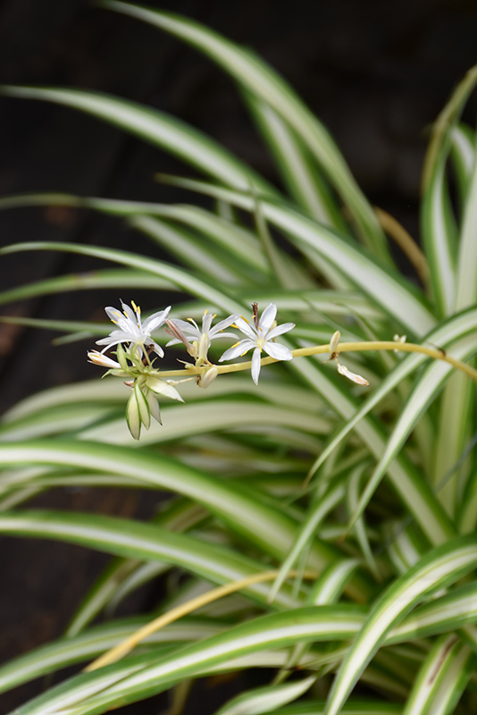 Spider Plant (Chlorophytum comosum) at Green Thumb Nursery