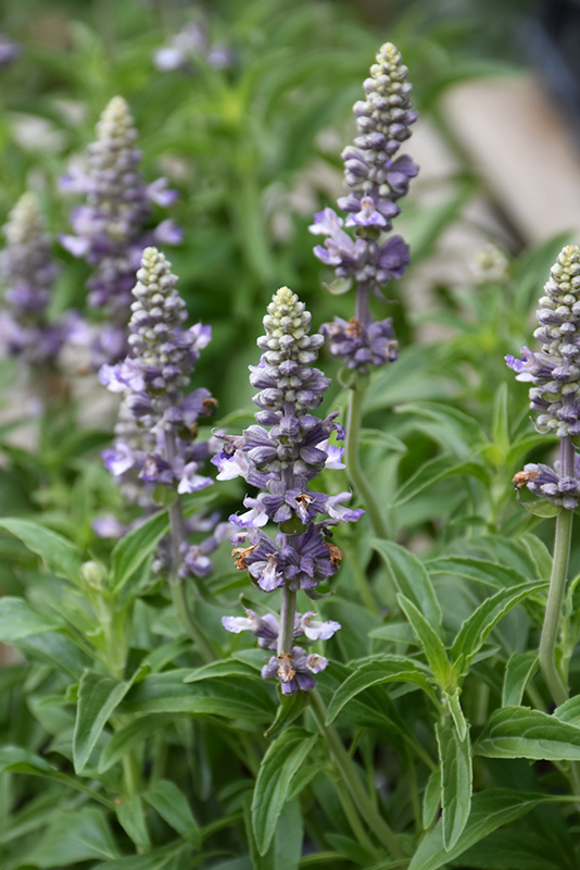 Cathedral Lavender Salvia (Salvia farinacea 'Cathedral Lavender') at Green Thumb Nursery