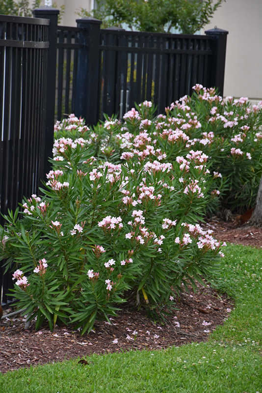 Petite Pink Oleander (Nerium oleander 'Petite Pink') at Green Thumb Nursery