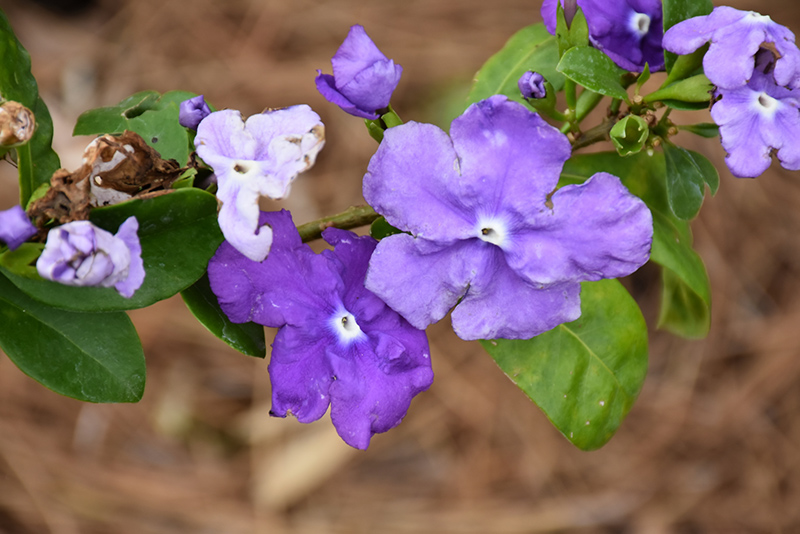 Magnificent Yesterday Today And Tomorrow (Brunfelsia magnifica) at Green Thumb Nursery