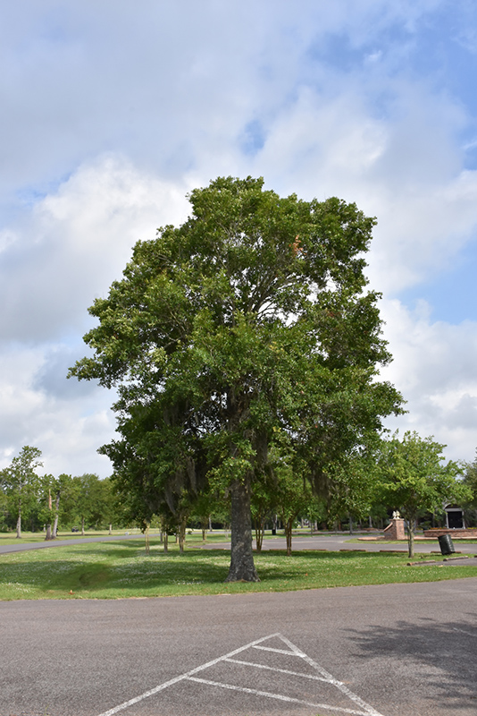 Southern Live Oak (Quercus virginiana) at Green Thumb Nursery