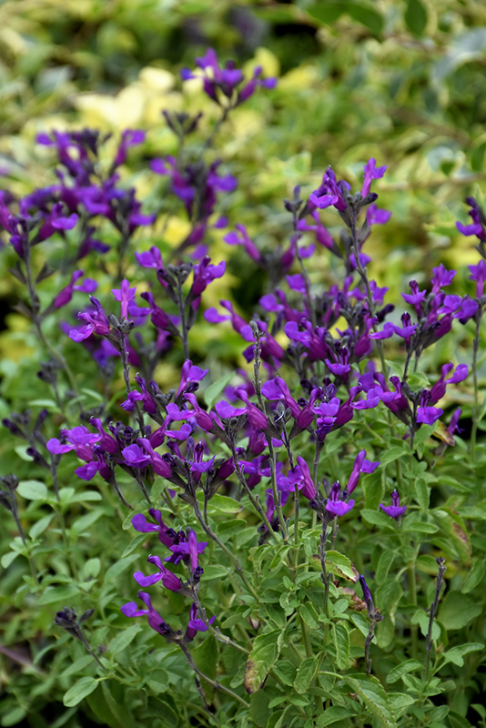 Vibe Ignition Purple Sage (Salvia x jamensis 'Ignition Purple') at Green Thumb Nursery