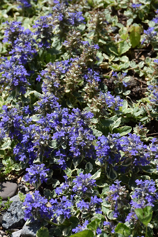 Silver Queen Bugleweed (Ajuga reptans 'Silver Queen') at Green Thumb Nursery