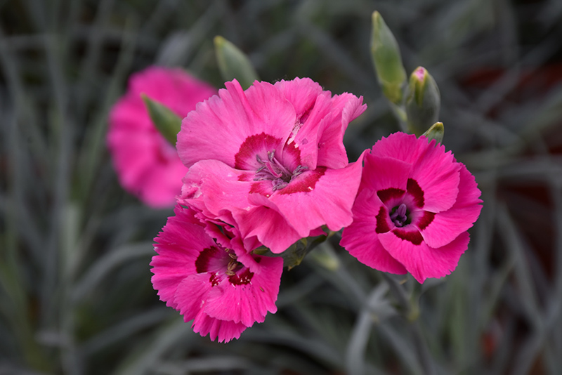 American Pie Bumbleberry Pie Pinks (Dianthus 'Wp15 Pie54') at Green Thumb Nursery