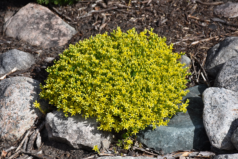 Golden Moss Stonecrop (Sedum acre 'Aureum') at Green Thumb Nursery