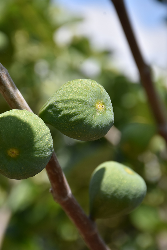 Desert King Fig (Ficus carica 'Desert King') at Green Thumb Nursery