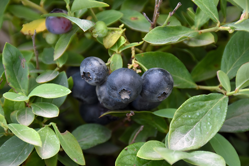 Bountiful Blue Blueberry (Vaccinium corymbosum 'FLX-2') at Green Thumb Nursery