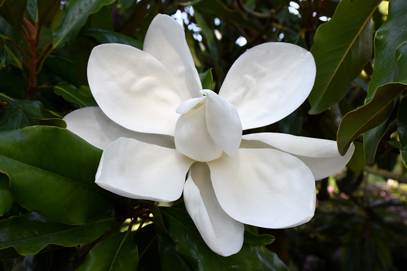 Timeless Beauty Magnolia (Magnolia grandiflora 'Monland') at Green Thumb Nursery