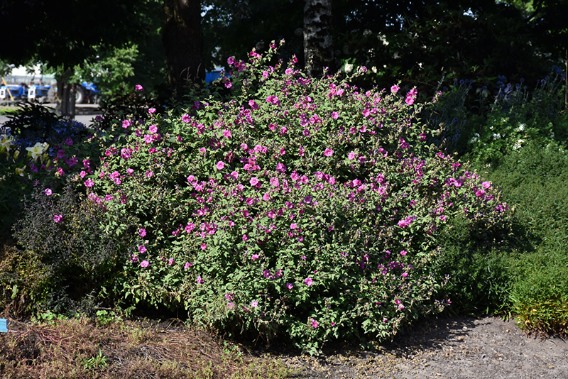 Red Rum Tree Mallow (Lavatera 'Red Rum') at Green Thumb Nursery