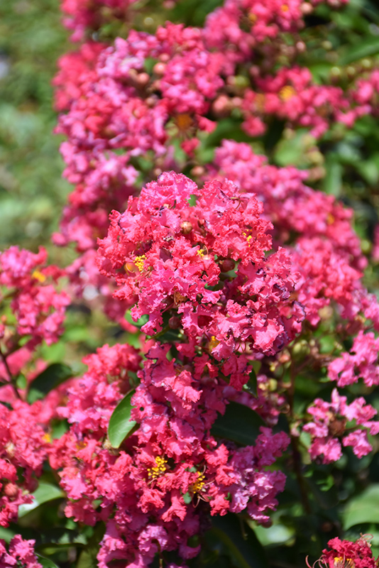 Petite Embers Crapemyrtle (Lagerstroemia indica 'Moners') at Green Thumb Nursery