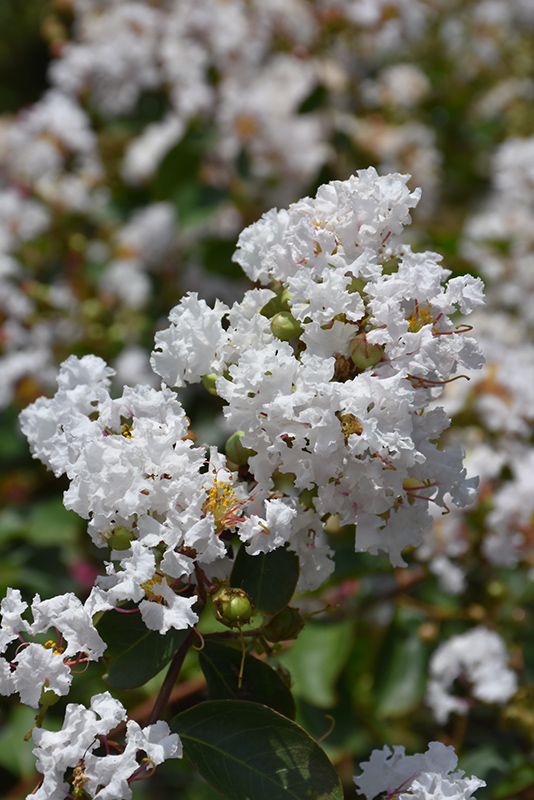 Petite Snow Crapemyrtle (Lagerstroemia indica 'Monow') at Green Thumb Nursery