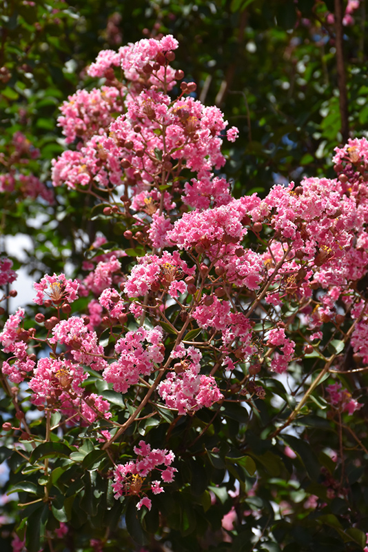 Peppermint Lace Crapemyrtle (Lagerstroemia indica 'Peppermint Lace') at Green Thumb Nursery
