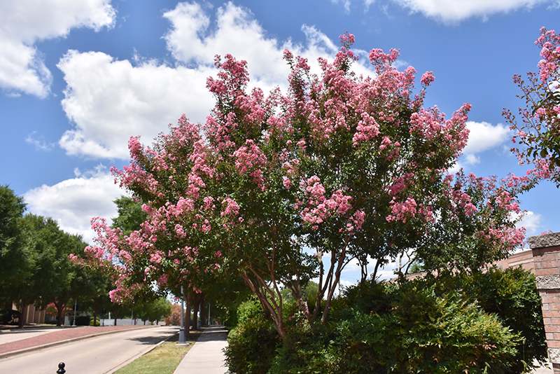 Peppermint Lace Crapemyrtle (Lagerstroemia indica 'Peppermint Lace') at Green Thumb Nursery