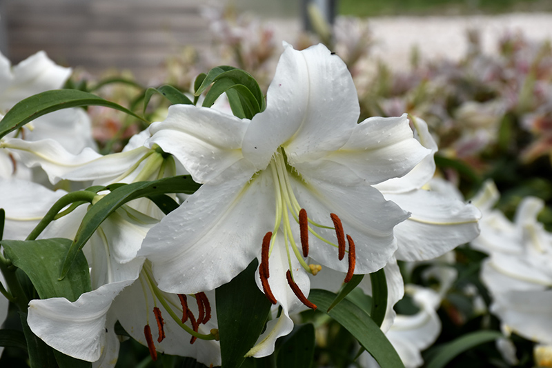 Casa Blanca Lily (Lilium 'Casa Blanca') at Green Thumb Nursery