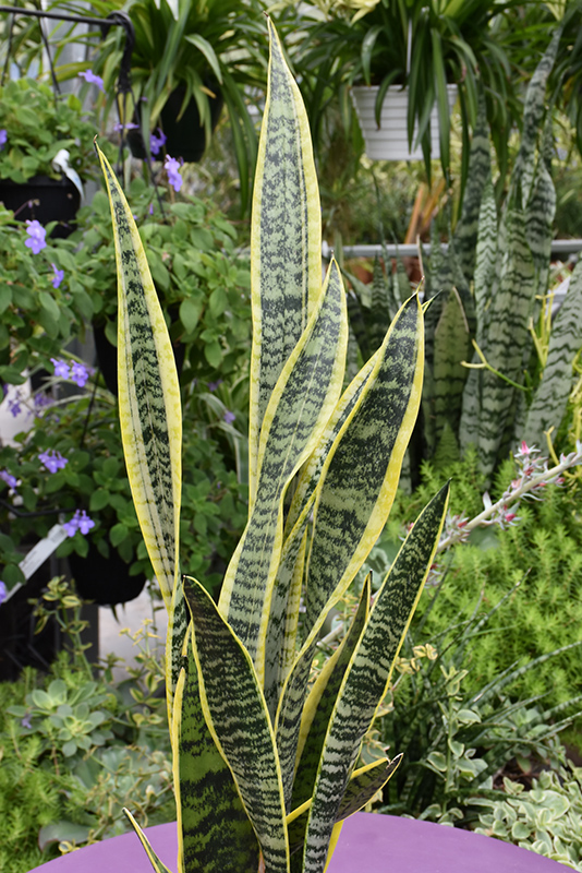 Striped Snake Plant (Sansevieria trifasciata 'Laurentii') at Green Thumb Nursery