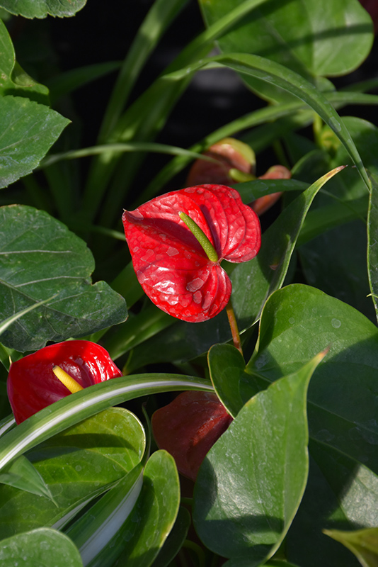 Red Success Anthurium (Anthurium 'Red Success') at Green Thumb Nursery