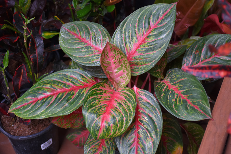 Red Emerald Chinese Evergreen (Aglaonema 'Red Emerald') at Green Thumb Nursery