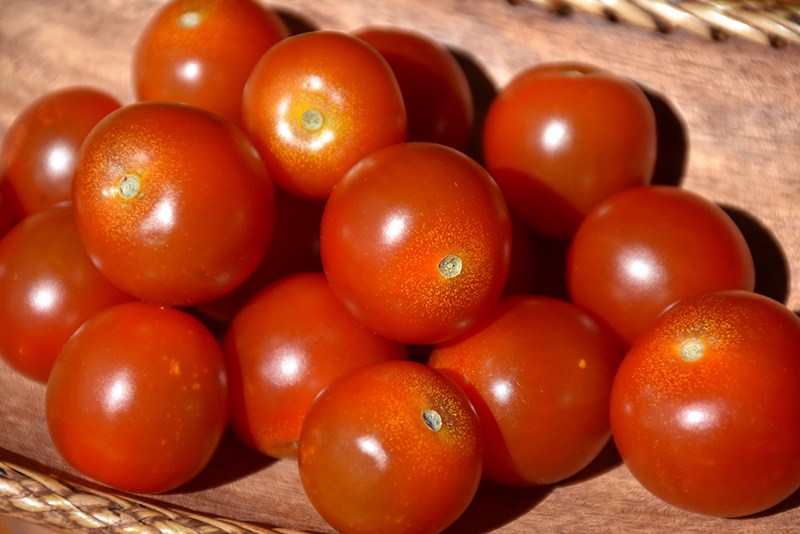 Sweet Million Tomato (Solanum lycopersicum 'Sweet Million') at Green Thumb Nursery