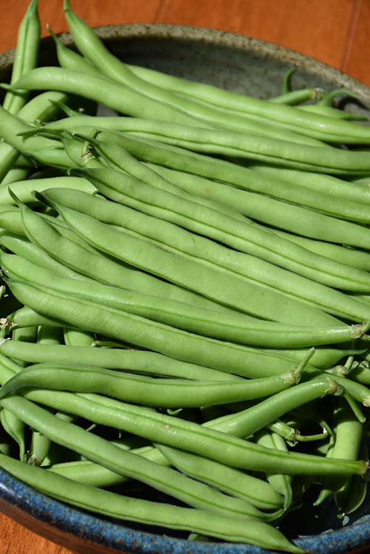 Snap Bean (Phaseolus vulgaris 'Snap') at Green Thumb Nursery