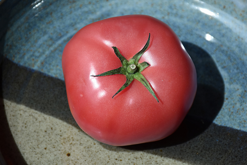 Brandywine Pink Tomato (Solanum lycopersicum 'Brandywine Pink') at Green Thumb Nursery