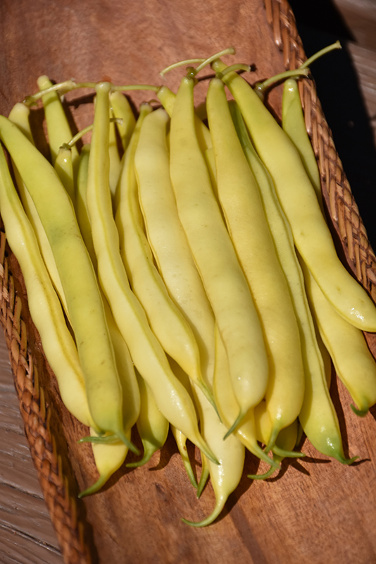 Yellow Bean (Phaseolus vulgaris 'Yellow') at Green Thumb Nursery