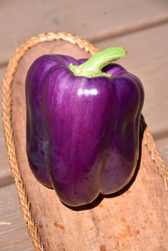 Purple Beauty Pepper (Capsicum annuum 'Purple Beauty') at Green Thumb Nursery