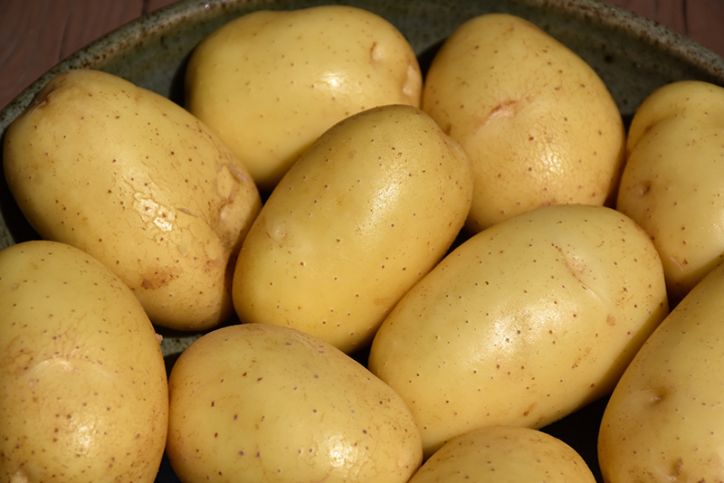 White Potato (Solanum tuberosum 'White') at Green Thumb Nursery