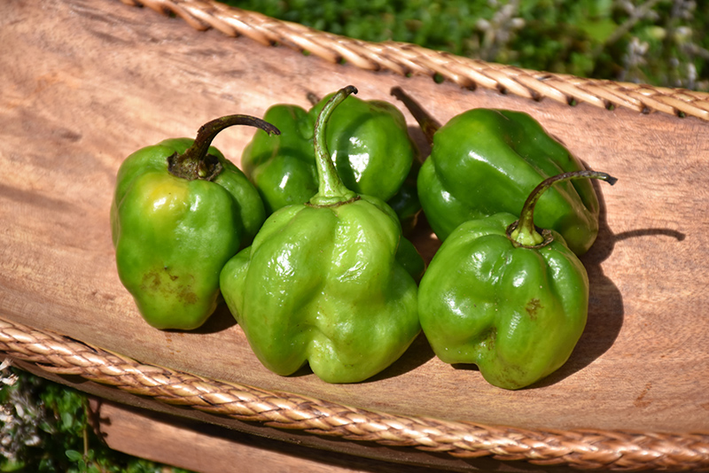 Habanero Green Pepper (Capsicum chinense 'Habanero Green') at Green Thumb Nursery