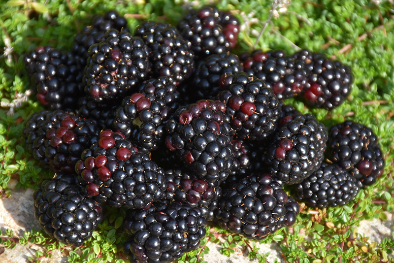Black Satin Blackberry (Rubus Black Satin) at Green Thumb Nursery