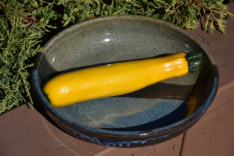 Yellow Zucchini (Cucurbita pepo var. cylindrica 'Yellow') at Green Thumb Nursery
