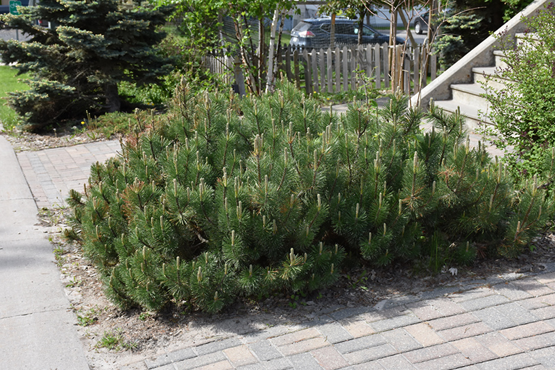 Dwarf Mugo Pine (Pinus mugo var. pumilio) at Green Thumb Nursery