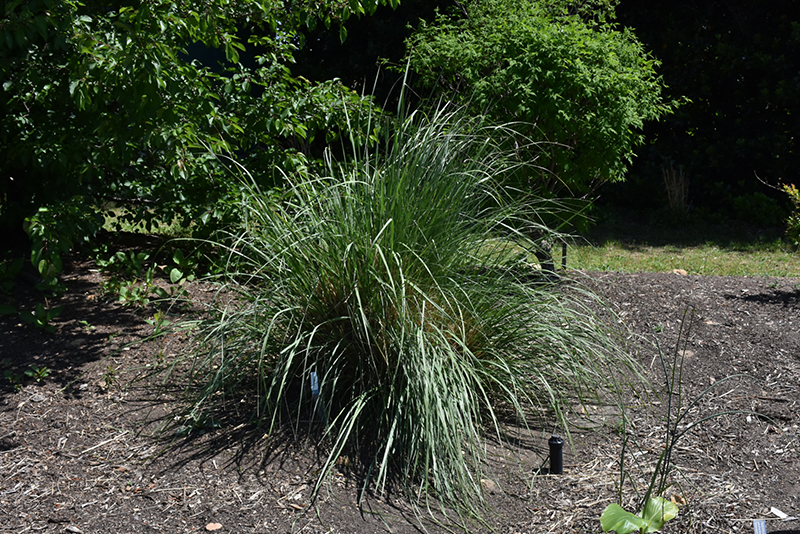 Wright's Dropseed (Sporobolus wrightii) at Green Thumb Nursery