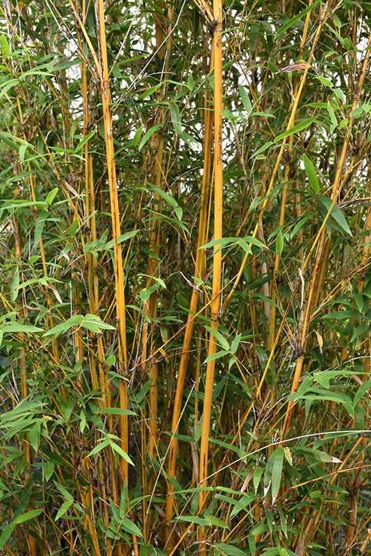 Alphonse Karr Bamboo (Bambusa multiplex 'Alphonse Karr') at Green Thumb Nursery