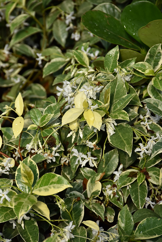 Variegated Confederate Star-Jasmine (Trachelospermum jasminoides 'Variegatum') at Green Thumb Nursery