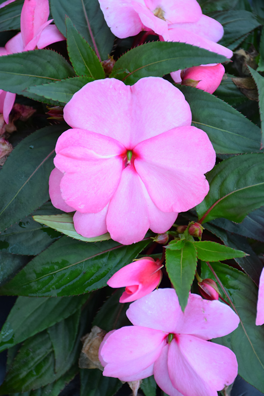 Sonic Light Pink New Guinea Impatiens (Impatiens 'Sonic Light Pink') at Green Thumb Nursery