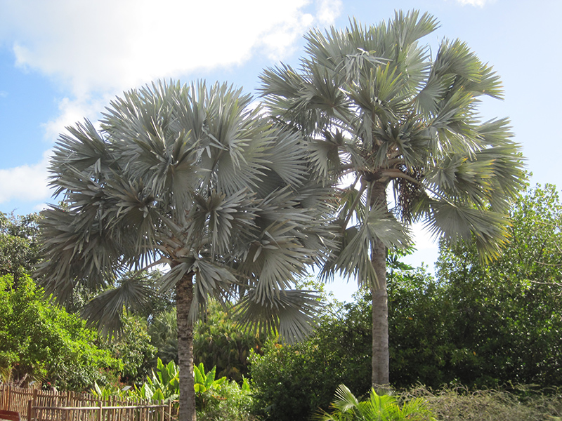 Bismarck Palm (Bismarckia nobilis) at Green Thumb Nursery
