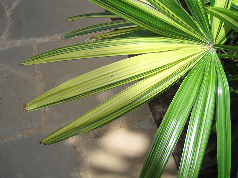 Variegated Lady Palm (Rhapis excelsa 'Variegata') at Green Thumb Nursery