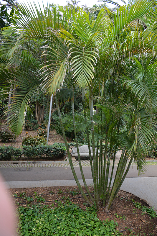 Areca Palm (Dypsis lutescens) at Green Thumb Nursery