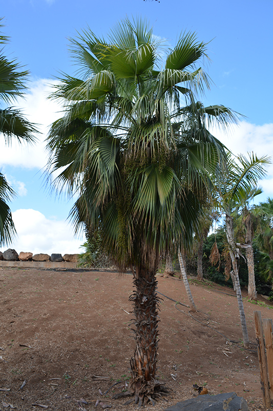 San Jose Hesper Palm (Brahea brandegeei) at Green Thumb Nursery