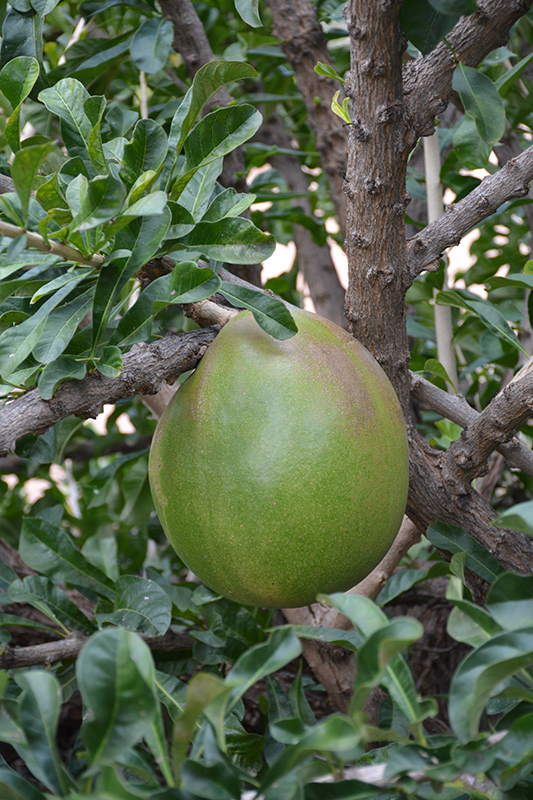 Pummelo (Citrus maxima) at Green Thumb Nursery