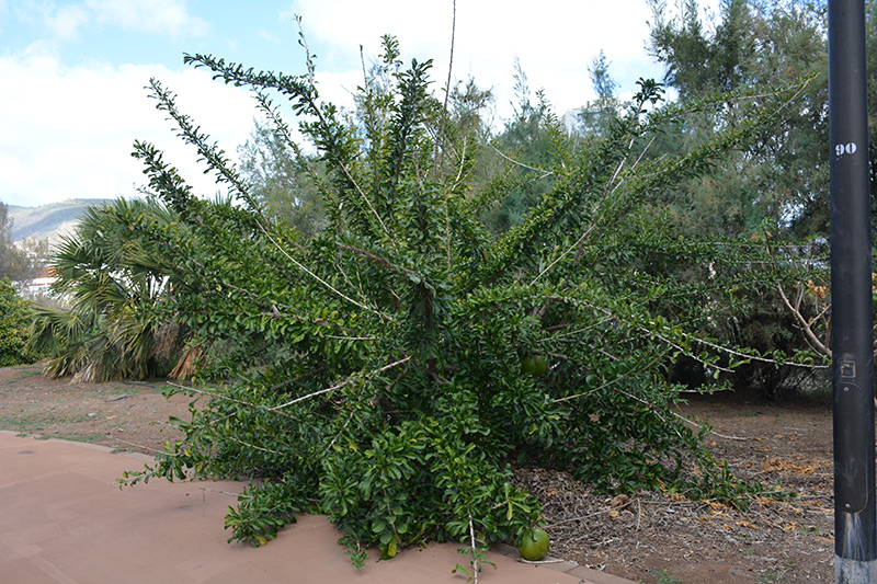 Pummelo (Citrus maxima) at Green Thumb Nursery