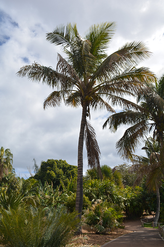 Coconut Palm (Cocos nucifera) at Green Thumb Nursery