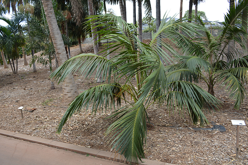 Kentia Palm (Howea forsteriana) at Green Thumb Nursery