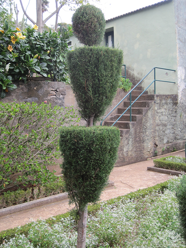 Italian Cypress Topiary (Cupressus sempervirens (topiary)) at Green Thumb Nursery