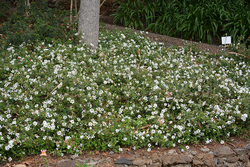 Spreading White Lantana (Lantana montevidensis 'Spreading White') at Green Thumb Nursery